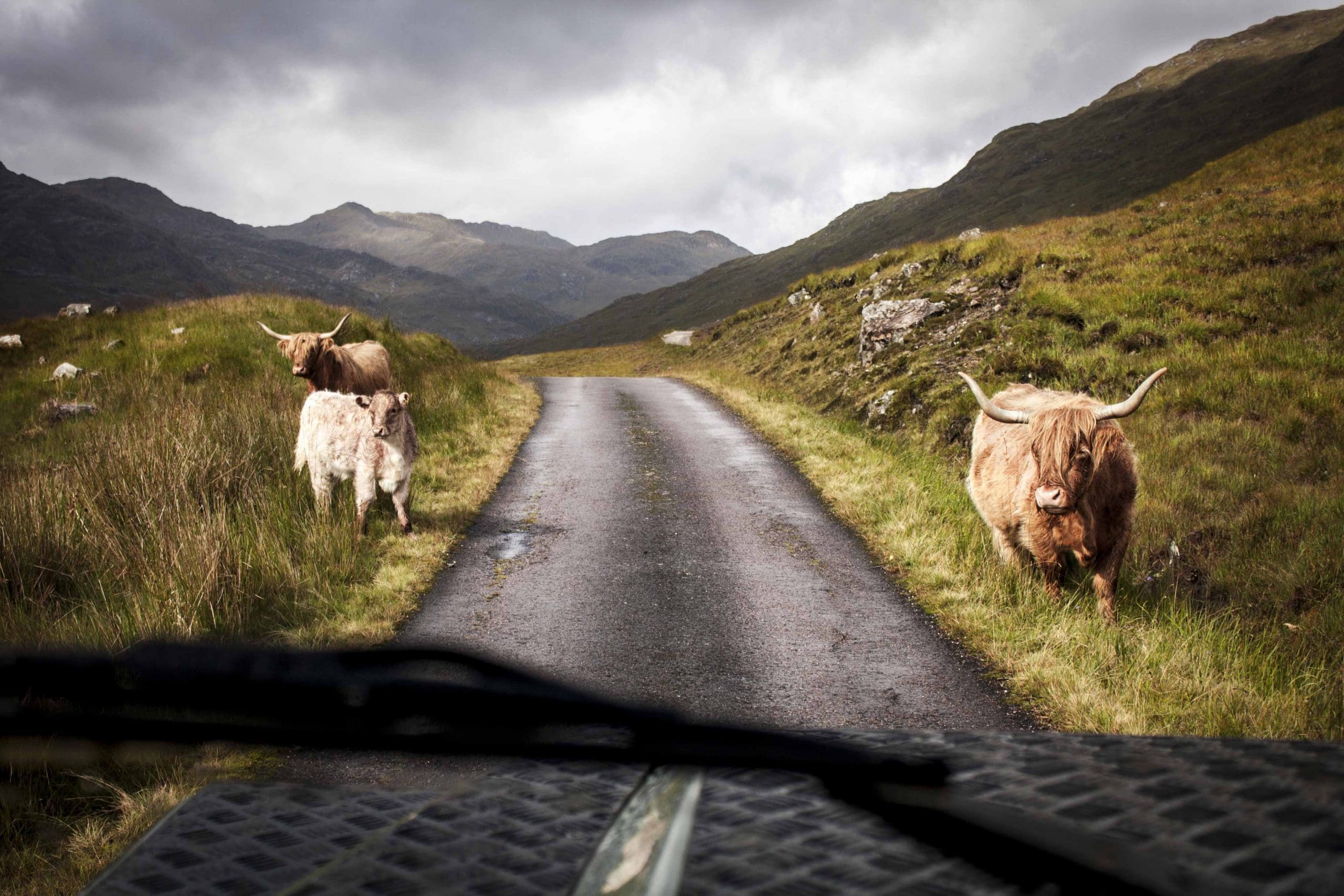 Highland Cattle